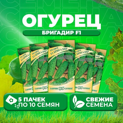 Огурец Бригадир F1, 10шт, Гавриш, от автора (5 уп)