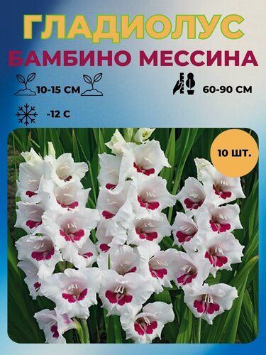 Изображение товара Гладиолус крупноцветковый, луковицы 10 штук