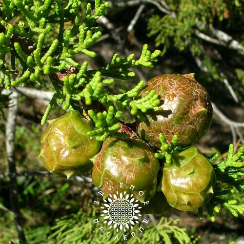 Семена Кипарис крупноплодный - Кипарис крупношишечный (лат. Cupressus macrocarpa) 100шт