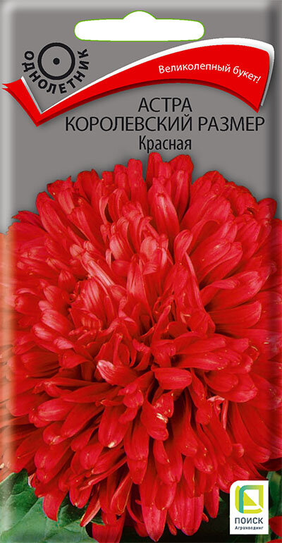 Семена Астра Королевский размер Красная пионовидная 01г Одн 100см (Поиск)
