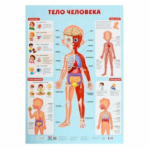 Плакат дидактический «Тело человека», 45 × 64 см, 2 штуки плакат дидактический 101 неправильный глагол английского языка 45 × 64 см