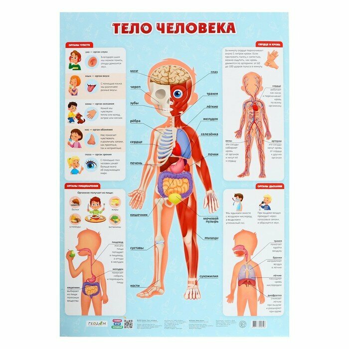 Геодом Плакат дидактический «Тело человека», 45 × 64 см
