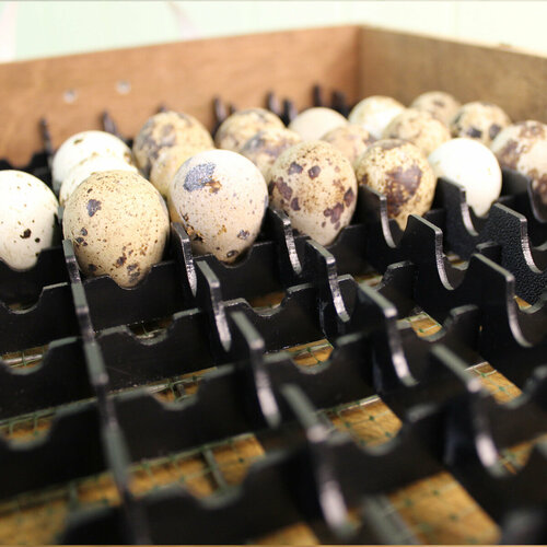 Перегородки в лоток для инкубатора Блиц-72, Матрица Дели (перепелиные яйца)