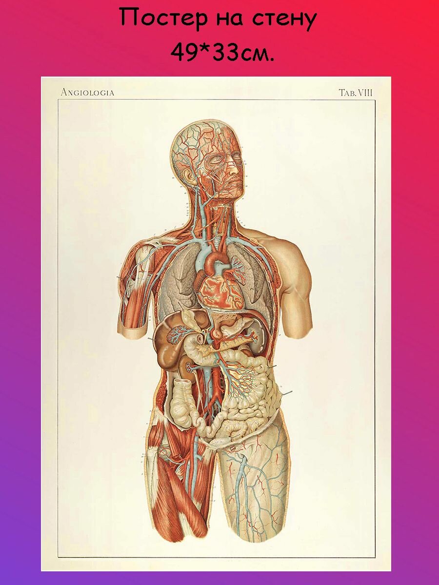 Постер, плакат на стену "анатомия человека сосудистая система" 49х33 см (А3+)