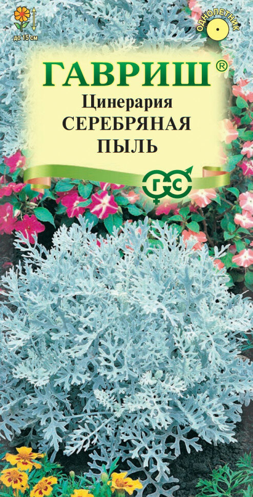 Семена Цинерария приморская Серебряная пыль, 0,05г, Гавриш, Цветочная коллекция, 10 пакетиков