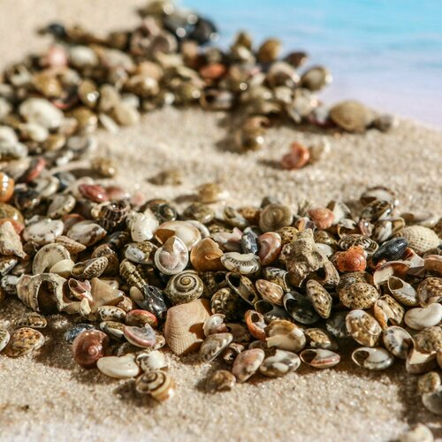 Набор ракушек Умбониум Вестериум 100 г 394₽