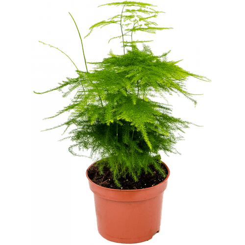 Аспарагус 12 см