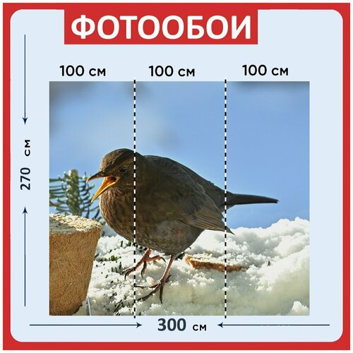 Фотообои Черный дрозд птица клюв 300x270 см флизелиновыена стену 3940₽