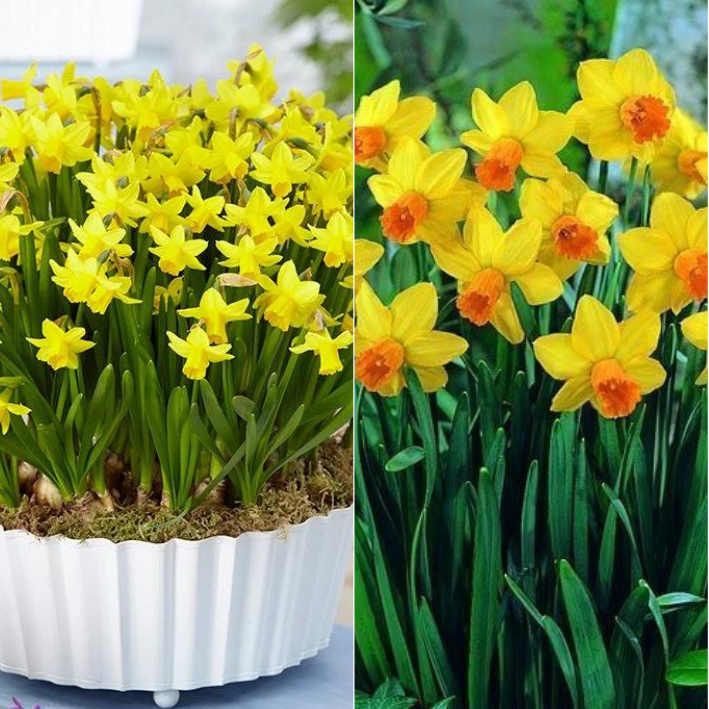Луковицы Нарцисса Тет а Тет 3 шт \ Луковицы Нарцисса Джетфаер 3 шт ( 6 шт )