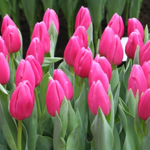 Луковицы Тюльпана Фэй ( 5 шт )