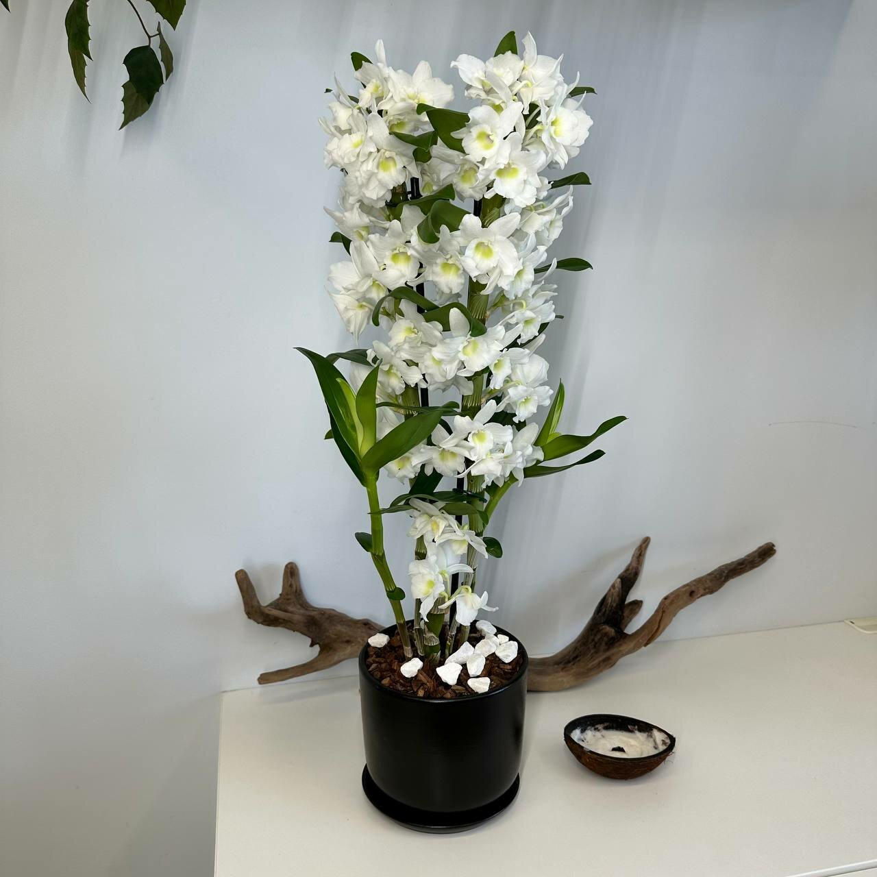 Дендробиум