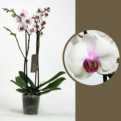Фаленопсис Редлип 2 ствола Орхидея