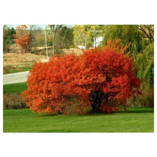 Клен Гиннала - Клен приречный (лат. Acer ginnala) семена 20шт + подарочек