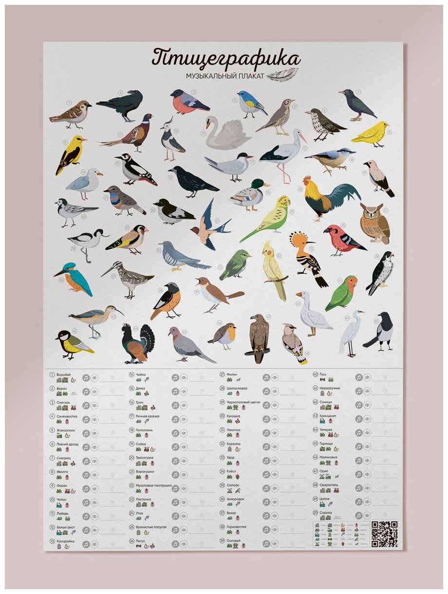 Постер на стену Птицеграфика / Обучающий плакат для детей и взрослых / Птицы России