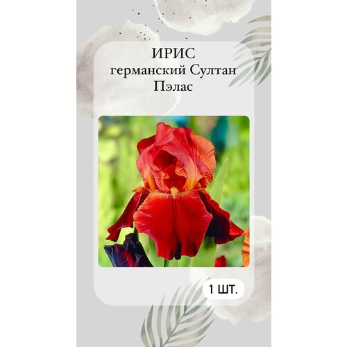 Ирис корневой Султан Пэлас, многолетние цветы 1 шт ирис султан палас