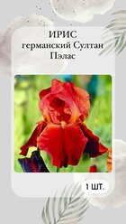 Ирис корневой Султан Пэлас, многолетние цветы 1 шт