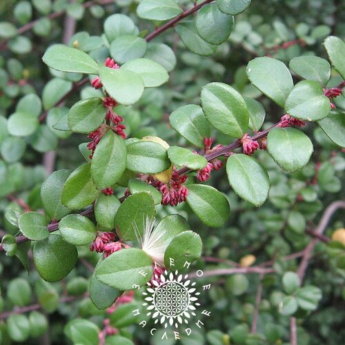 Семена Мирсина африканская лат Myrsine africana 15шт от Green Legacy 350₽