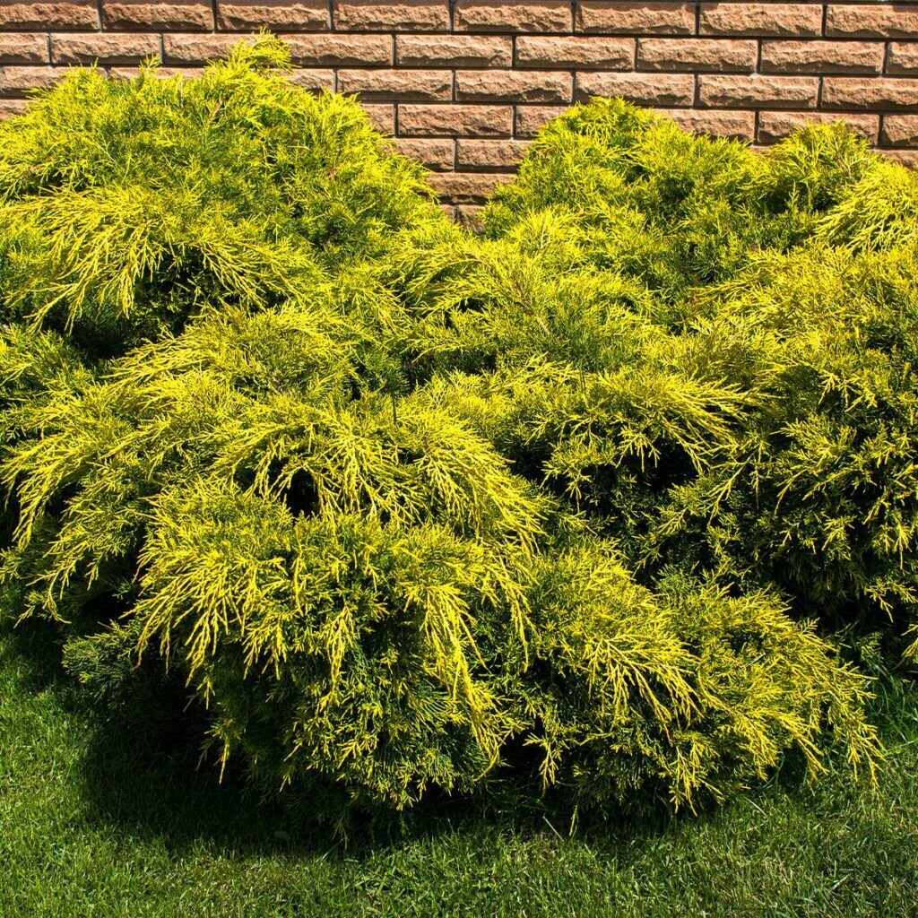 Можжевельник Pfitzeriana Aurea