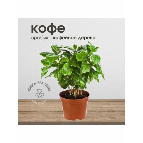 Живое растение кофейное дерево 30 см