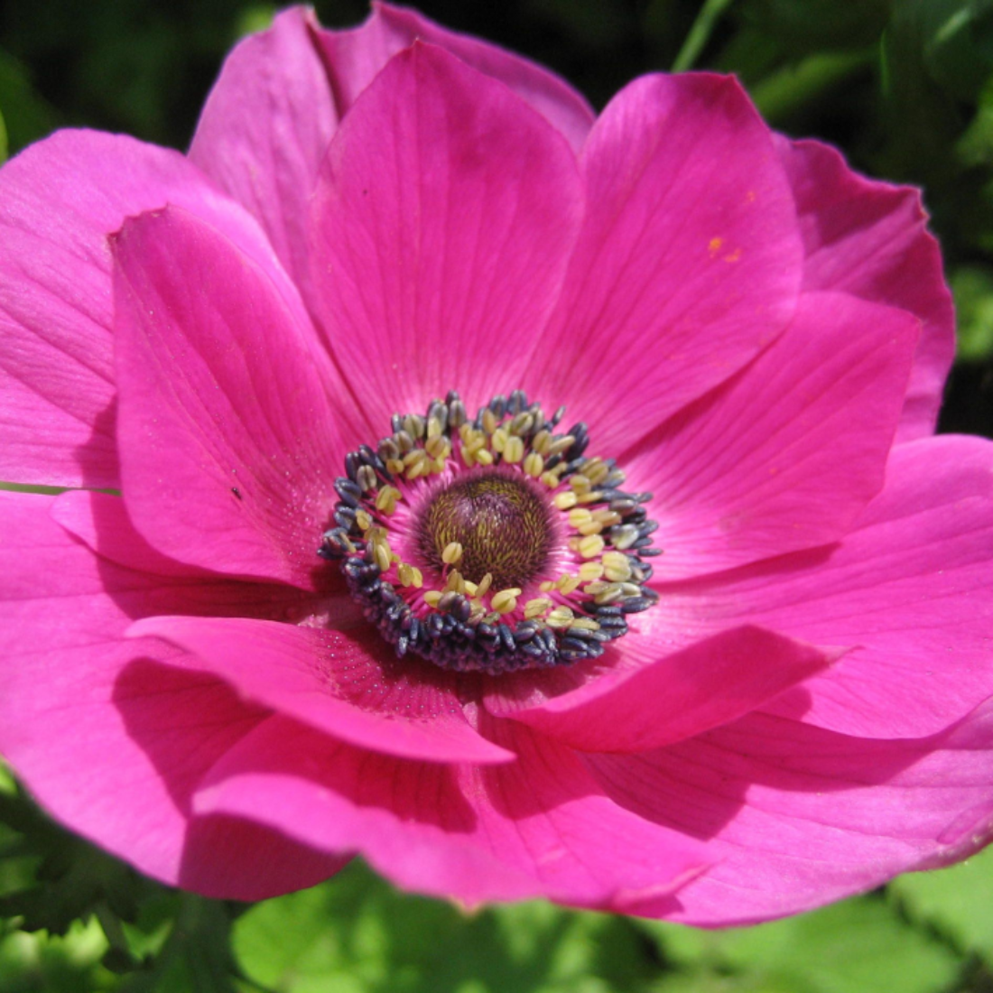 Луковицы цветов, botanica garden, анемоны сильфида, ( 10 штук )