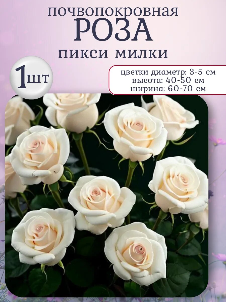 Роза почвопокровная многолетние цветы 1 шт