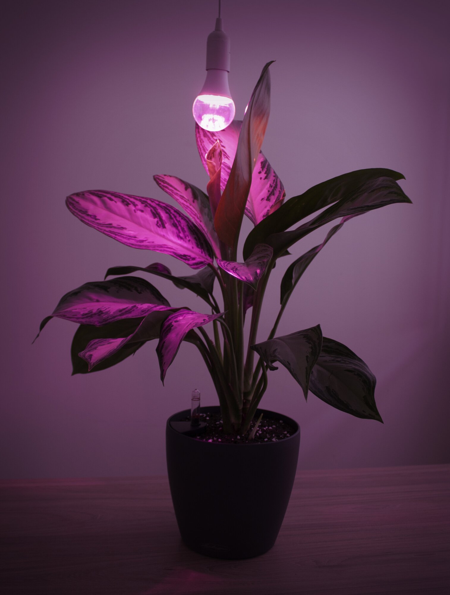 Лампа для растений фитолампа для рассады и комнатных цветов LED два режима UVA +IR сине-красный спектр (фиолетовое свечение) светодиодная14 Вт Е27