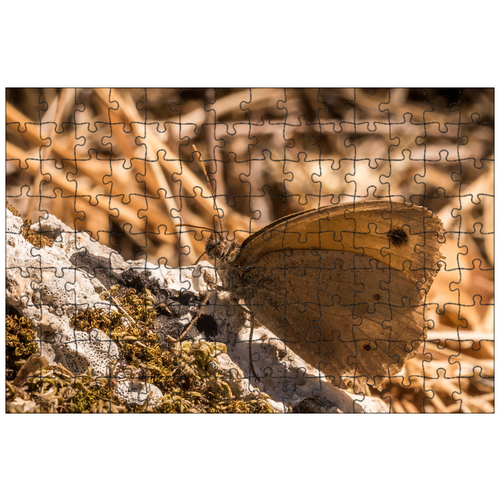 фото Магнитный пазл 27x18см."бабочка, насекомое, крыло" на холодильник lotsprints