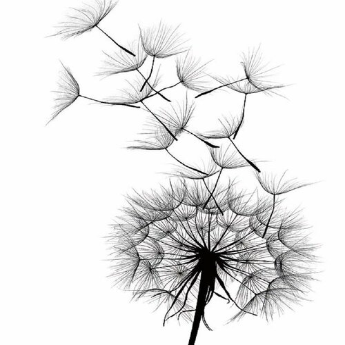 Постер Лёгкость размер 30х40см 696₽