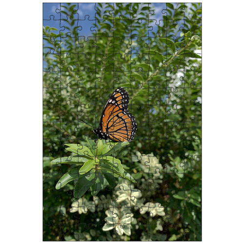 фото Магнитный пазл 27x18см."насекомое, бабочка, крылья" на холодильник lotsprints