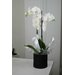 Белая Орхидея Фаленопсис в коробке (D-12 H-60)