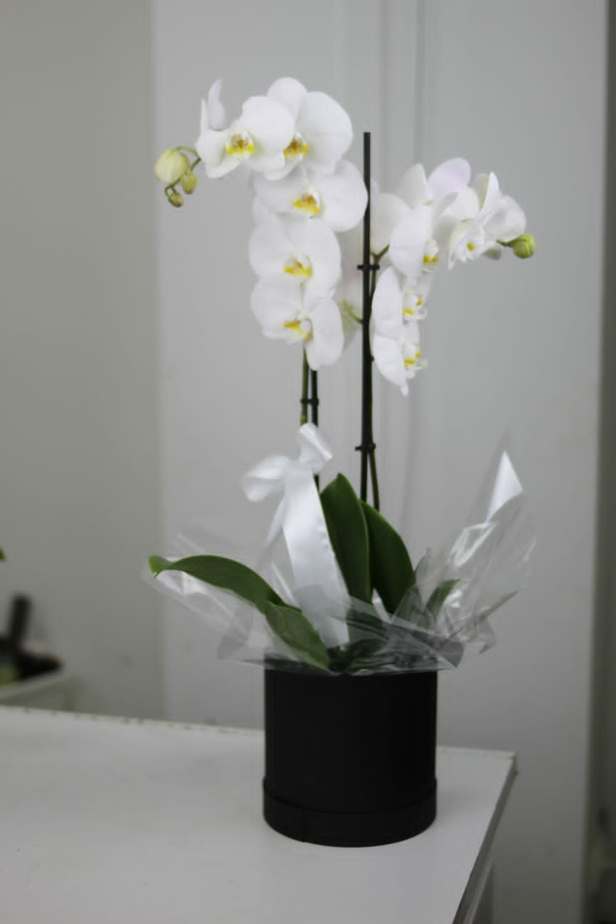 Белая Орхидея Фаленопсис в коробке (D-12 H-60)