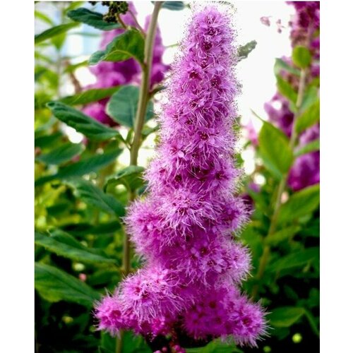 Спирея Малиновый десерт дугласа, 0.003 г, 2 пачки