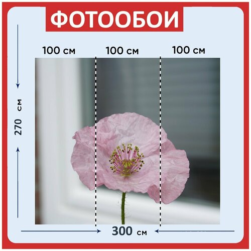 Фотообои Цветок розовый завод 300x270 см флизелиновыена стену 3940₽