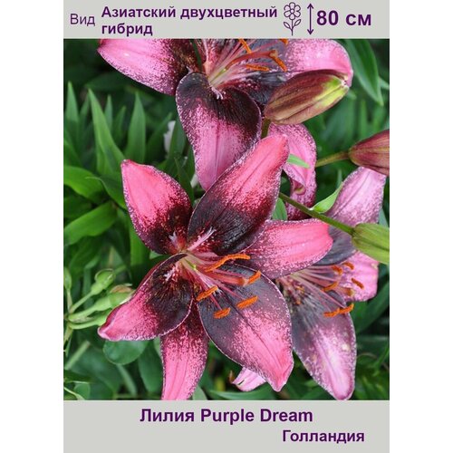 Лилия азиатская Перпл Дрим (Purple Dream) луковицы 2 шт лилия без пыльцы изи дрим азиатская