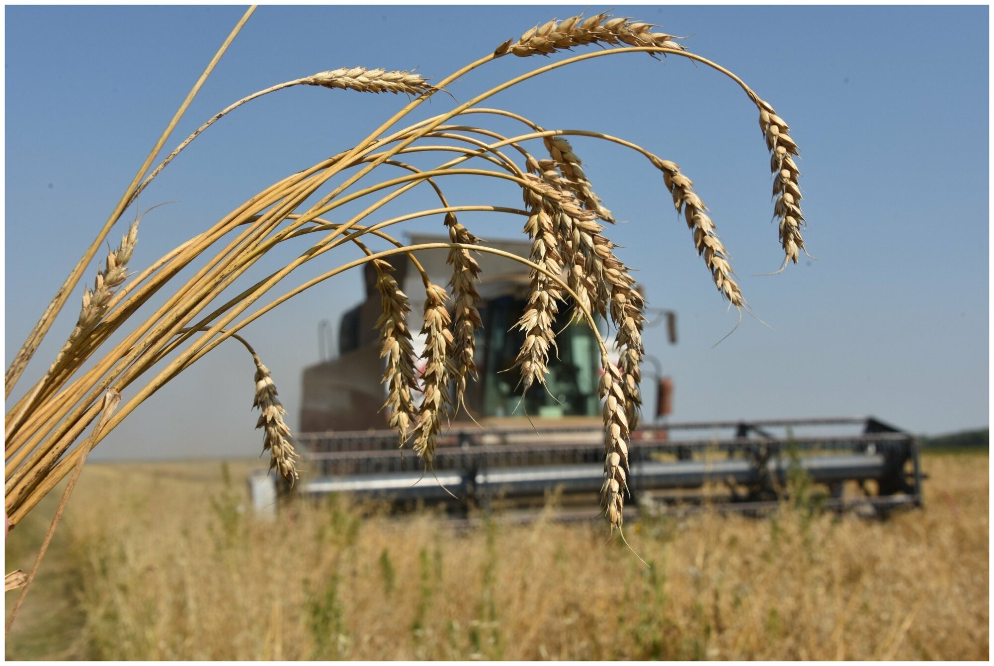 Пшеница свежее зерно в мешке 20кг не шлифованная Эко продукт для проращивания и пивоварения - фотография № 1