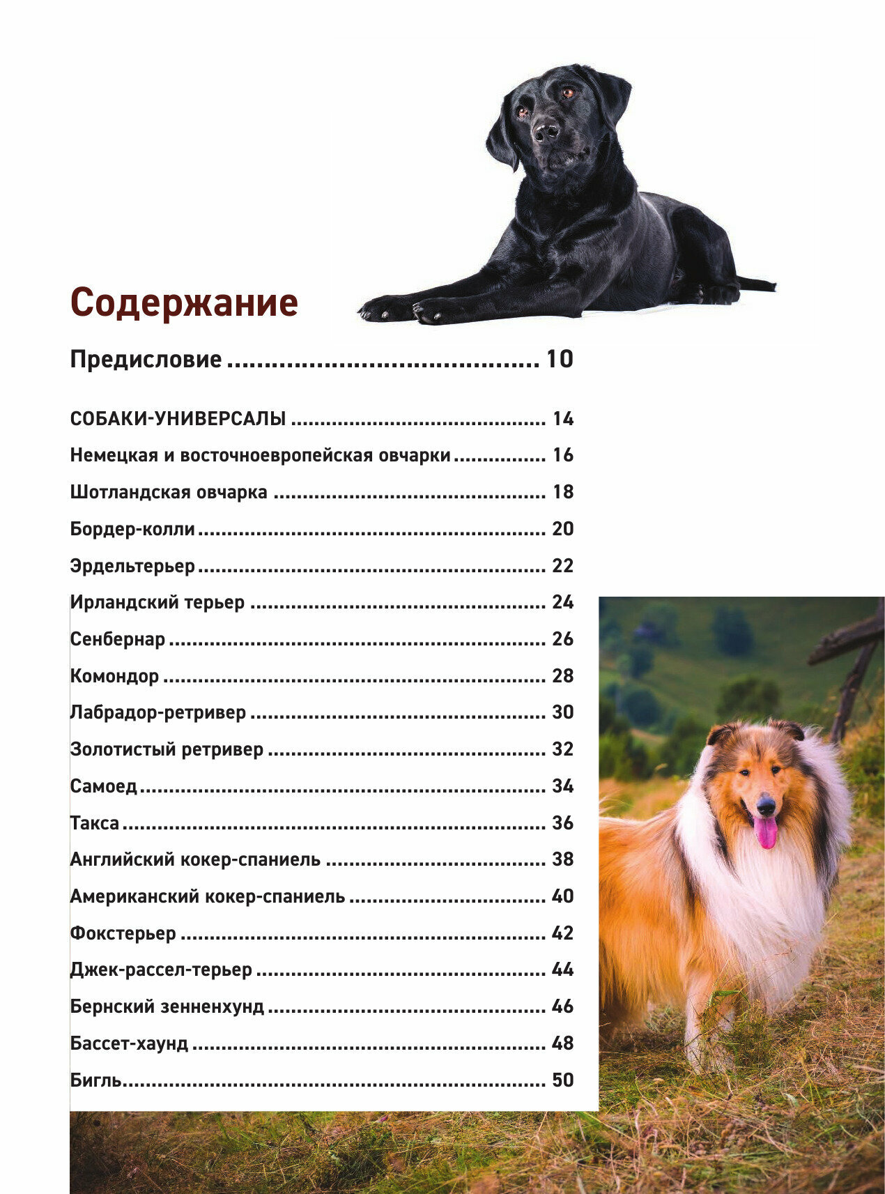 Все породы собак. Большая иллюстрированная энциклопедия - фото №17