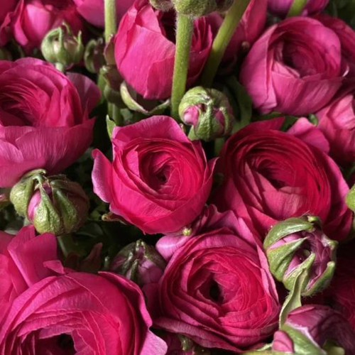 Лютик Садовый ( Ранункулюс ) Розовый 10 шт