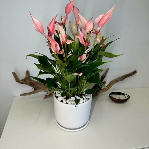 Антуриум Лили