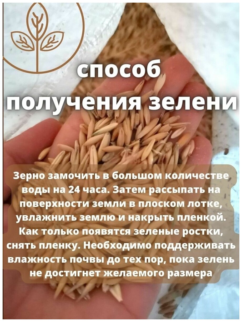 Овес зерно для отвара и проращивания 5 кг - фотография № 2