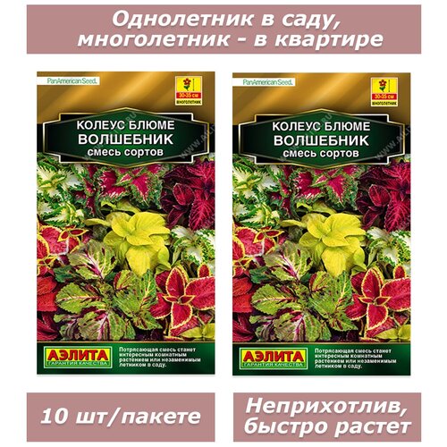 Набор семян, семена комнатных цветов Колеус (крапивка) 2 пакета гурмеза н маттиолы невзрачные цветы