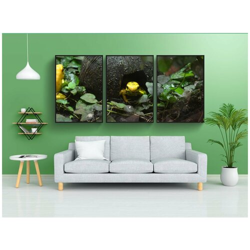 фото Набор модулных постеров для интерьера "золотая ядовитая лягушка, лягушка, phyllobates terribilis" 60x90 см. в тубусе, без рамки lotsprints