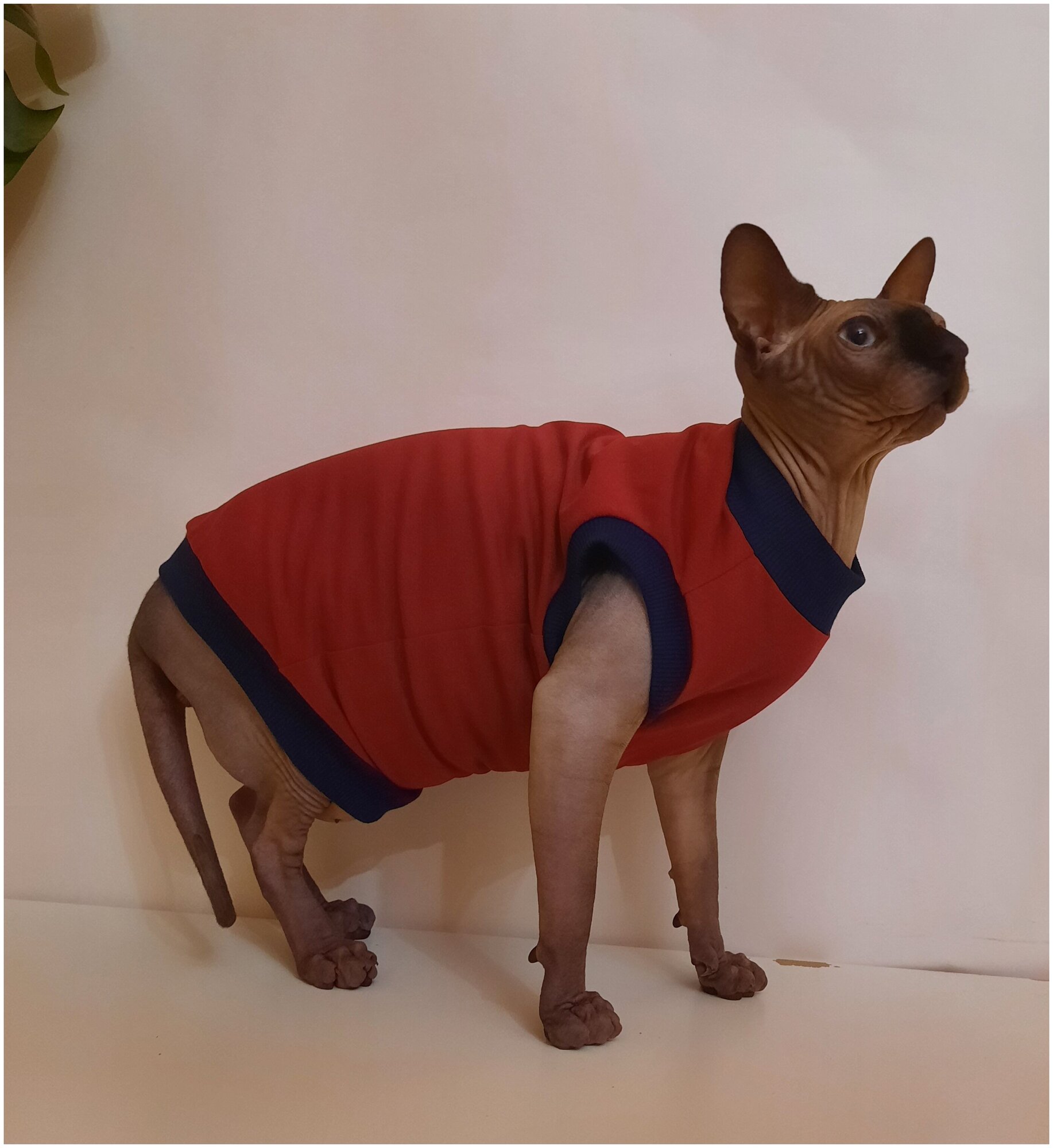 Свитшот для кошек, размер 40 (длина спины 40см), цвет бордовый / толстовка свитшот свитер для кошек сфинкс / одежда для животных - фотография № 5