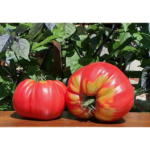 Семена Томат дакоста португальская (DaCosta's Portuguese) / Seeds And Goods / в пакетике zip-lock без полиграфии 10 семян