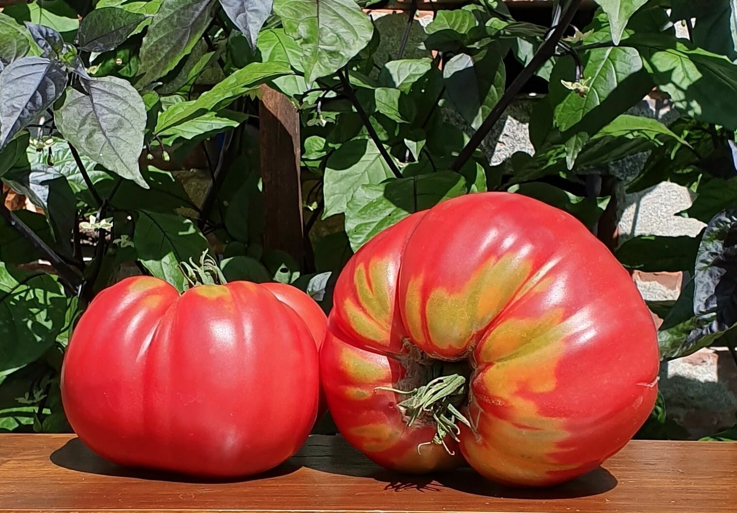 Семена Томат дакоста португальская (DaCosta's Portuguese) / Seeds And Goods / в пакетике zip-lock без полиграфии 10 семян