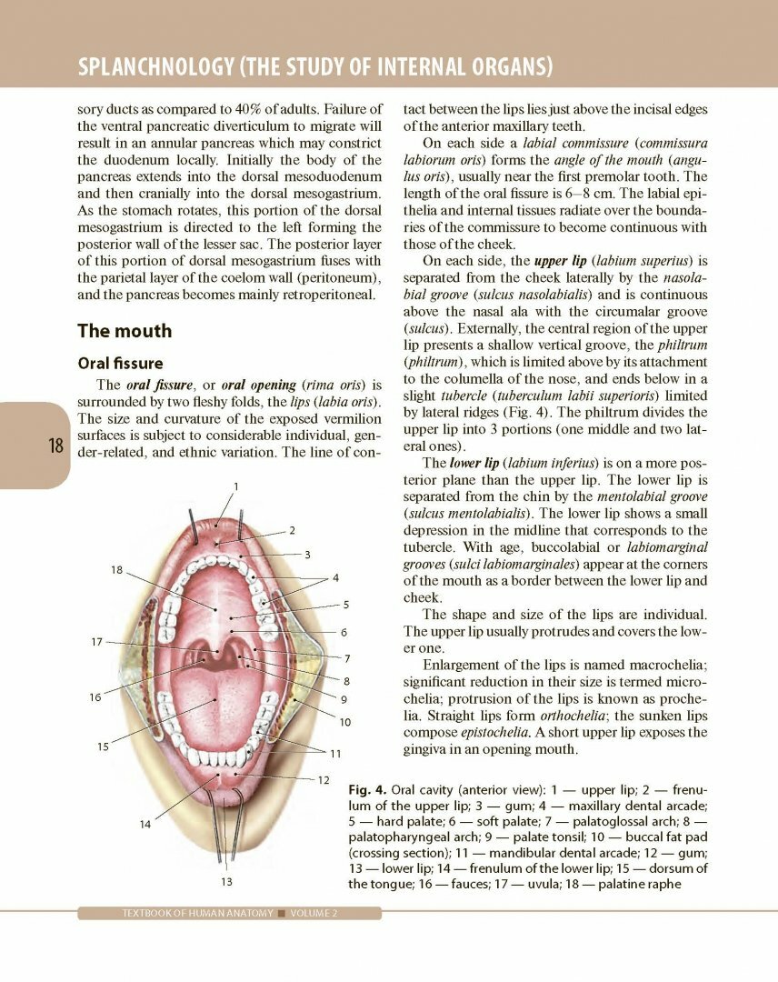 Textbook of Human Anatomy. In 3 volumes. Volume 2. Splanchnology and cardiovascular system - фото №10