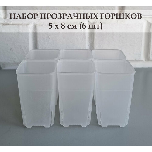 фото White garden прозрачные высокие горшки для суккулентов и кактусов 5х8 см. набор из 6 штук