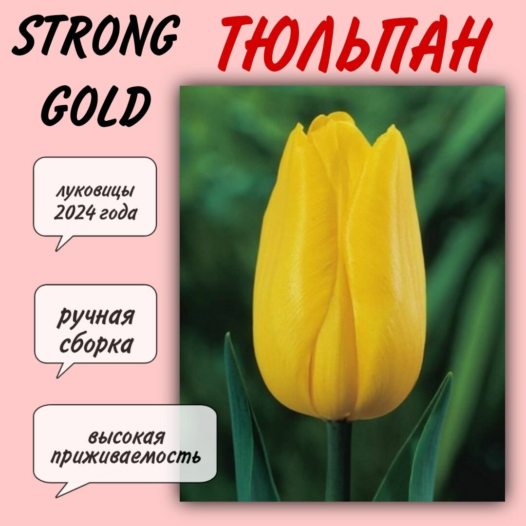 Луковицы тюльпана, сорт "Strong Gold", 5 шт