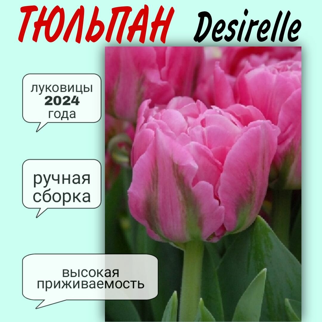 Луковицы тюльпана, сорт "Desirelle", 3 шт