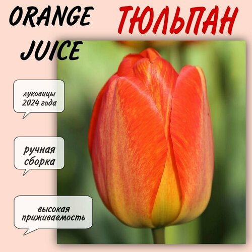 Луковицы тюльпана, сорт Orange Juice, 7 шт луковицы тюльпанов delta queen 10 штук