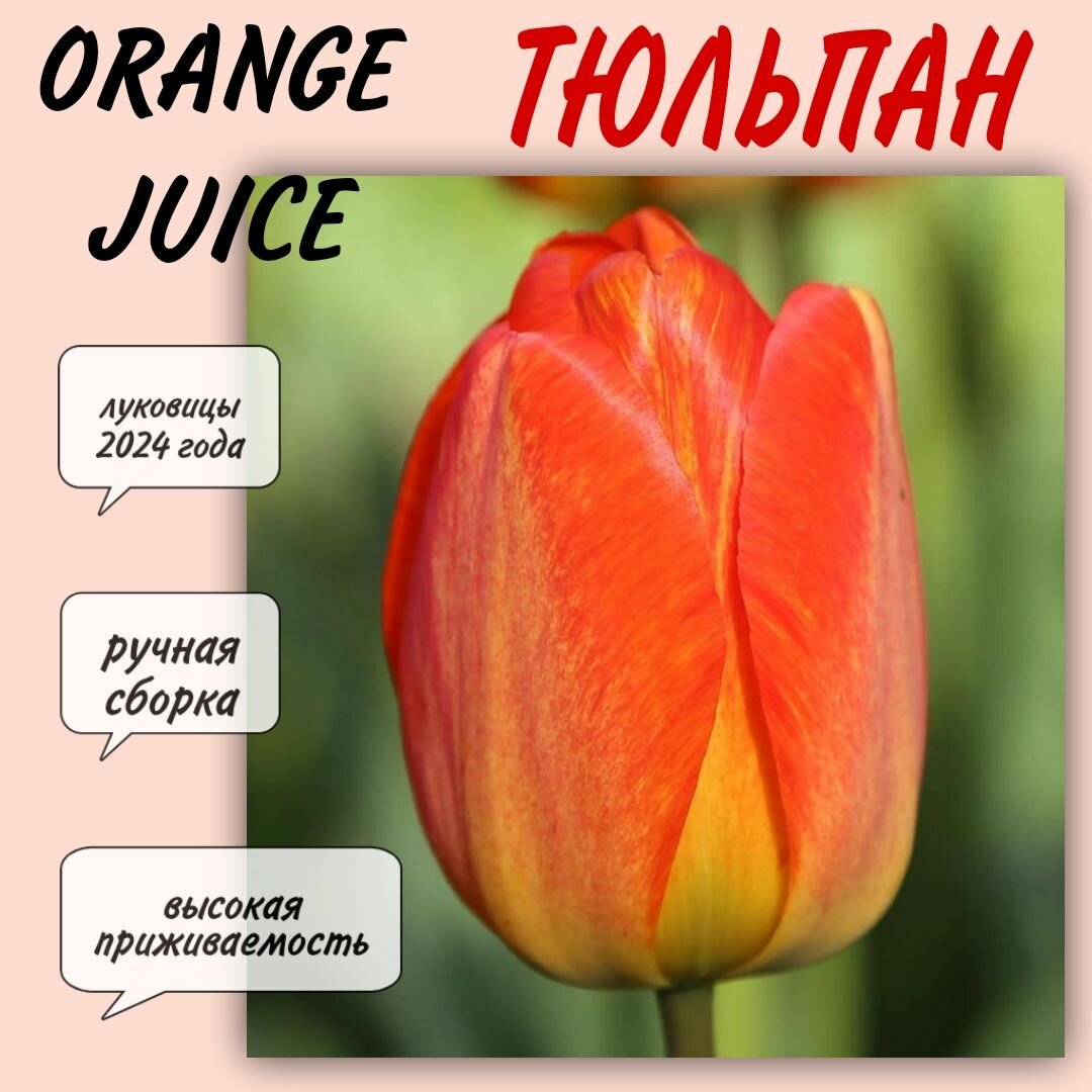 Луковицы тюльпана, сорт "Orange Juice", 5 шт